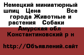 Немецкий миниатюрный шпиц › Цена ­ 60 000 - Все города Животные и растения » Собаки   . Амурская обл.,Константиновский р-н